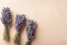 Lavanda Seca (Lavandula angustifolia)