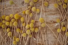 Craspédia Seca (Craspedia globosa)