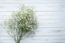 Gypsophila Seca (Mosquitinho)