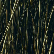 Bambu Seco (Bambusoideae)