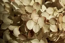 Hortênsias Secas (Hydrangea spp.)