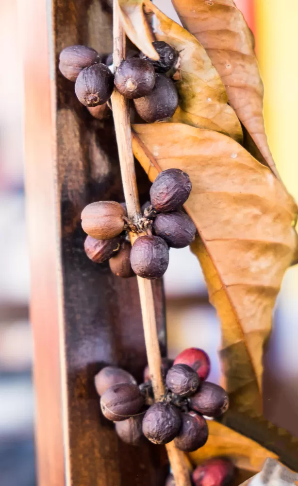 Ramos de Café Seco (Coffea arabica)