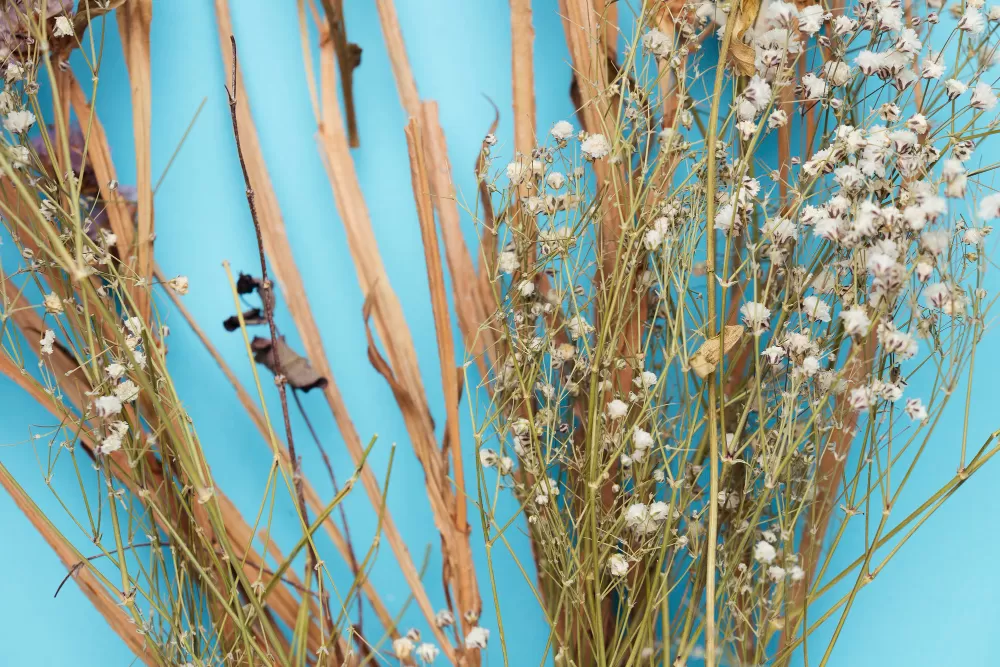 Juncos Secos (Juncus spp.)